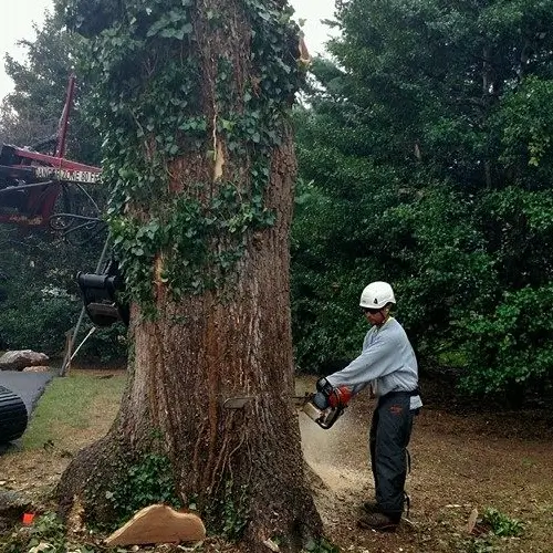 Tree removal services by Baker Tree Services in Western Maryland