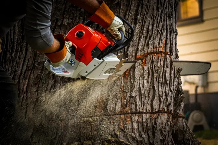 A tree technician using a chainsaw to cut into the trunk of a large tree. Tree removal is an important part of keeping your landscape safe, healthy, and looking good