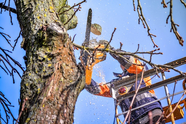 Arborist pruning an oak tree with a chainsaw, standing on a platform of a mechanical chair lift, on high altitude between the branches of an old, big oak tree. Branches, timbers and sawdust falling