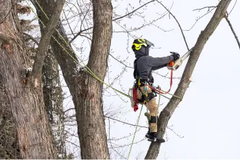 A professional tree surgeon cuts and trims a tree in Western Maryland