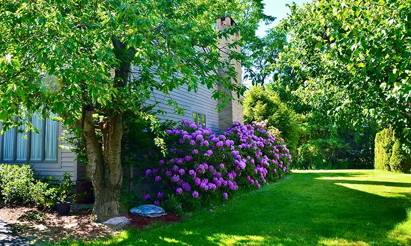 Backyard tree thriving after winter dormancy