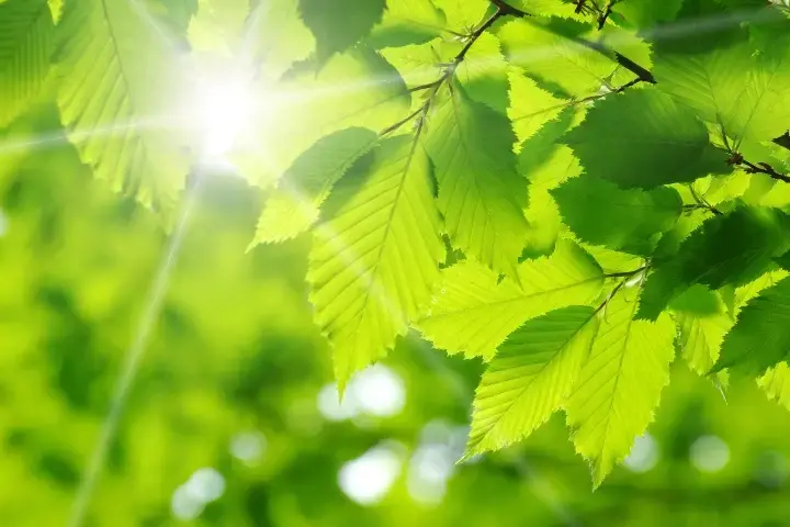 Green leaves on a tree - healthy tree maintenance by Baker Tree Services