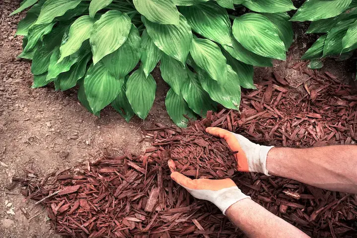 Closeup of an arborist wearing gardening gloves, spreading brown bark mulch around a hosta plant in a garden